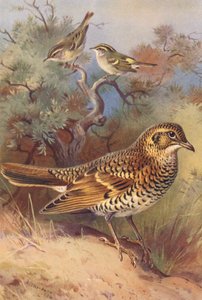 Gulbröstad sångare, Pallas lövsångare, vit trast (färglitografi) av Archibald Thorburn