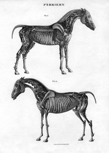 En hästs anatomi, 1800-talet.