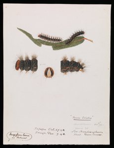 Caterpillar, Epicoma ledsen, Teara ledsen