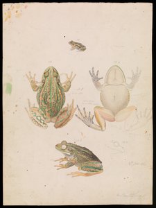 Morrande gräsgroda, Litoria raniformis