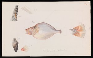 Silver Dory, Cyttus australis av Arthur Bartholomew