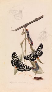 Vinmal, Comocrus behri