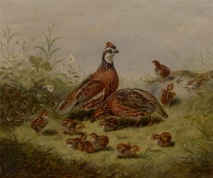 Vaktel och unga av Arthur Fitzwilliam Tait