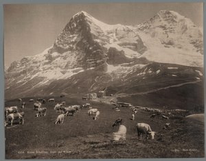 Kor på Kleine Scheidegg i Berner Oberland, i bakgrunden Eiger och Mönch Kleine Scheidegg, Eiger und Moench (titel på objekt)