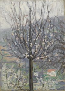 Blossom, tidig morgon