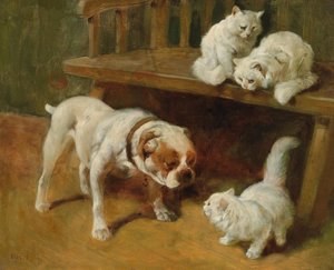 Hund och katt