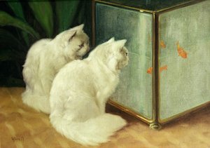 Vita katter som tittar på guldfiskar