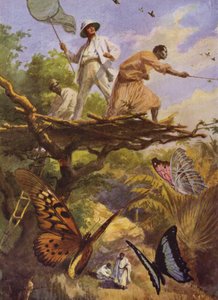 Vackra fjärilar: Att fånga Urania Rhiphoeus på Madagaskar (färg litho) av Arthur Twidle