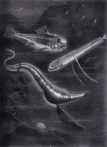 Självlysande fiskar (litho) av Arthur Twidle