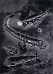 Självlysande fiskar (litho) av Arthur Twidle