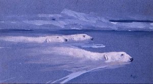 Isbjörnar simmar (akvarell) av Arthur Wardle
