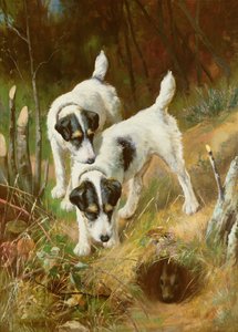 Terrier kanin av Arthur Wardle