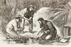 Australien (1880). Guldgrävarnas liv i Botany Bay (grundat 1788). Gravyr. Privat samling av Artist Unknown