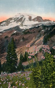 Purple Asters, i Mount Rainier National Park, c1916 av Asahel Curtis