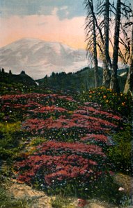 Purple Heather växer Mount Rainier National Park, c1916