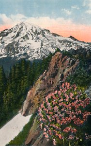 Primrose på Mount Rainier, c1916