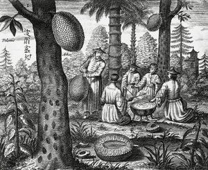Kinesiska frukter (Arbor polomie, kinesisk papaya), gravyr från Kina monument av Athanasius Kircher