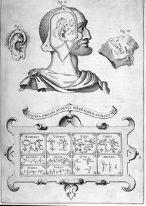 Människohörsel och andra djurarter - Från "Musurgia Universalis" av Athanasius Kircher, Rom 1600 av Athanasius Kircher