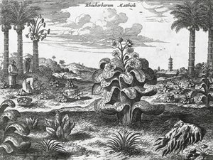 Rabarberväxt, gravyr från Kinas monument av Athanasius Kircher