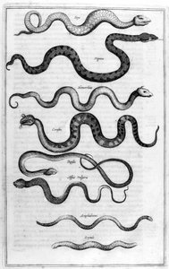 Ormar, 1675. av Athanasius Kircher
