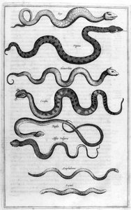 Typer av ormar, från Arca Noe av Athanasius Kircher