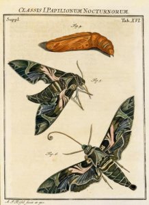 Butterfly Daphnis neri / Rösel v. R. av August Johann Rösel von Rosenhof