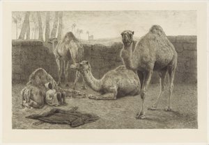 Kameler av August Le Gras