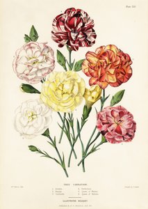 Trädnejlikasorter, Dianthus caryophyllus: Ariadne 1, Beauty 2, Garibaldi 3, Perfection 4, Queen of Whites 5, Queen of Yellows 6 av Augusta Innes (after) Withers