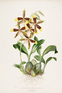 stora Rossioglossum