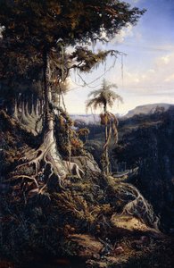 Jala-Jala skogen