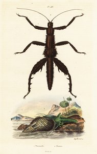 Tornig djävulskäpp och australiensiskt fasanskal. av Auguste Dumenil