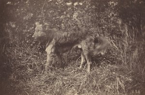 Studie av en hund, sent 1870-tal.