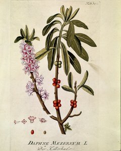Botanisk: ""Bois-joli"" (Bois joli) (eller Bois-gentil, Bois gentile) (Daphne mezereum) Planka tagen från "Medicinalium secundum Linnaei digestarum"" av Joseph Jacobi Plenck (1735-1807) 1788-1803 Privat samling av Austrian School