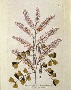 Botanisk: ""Campeche"" (Haematoxylon campechianum) Planka från ""Medicinalium secundum Linnaei digestarum"" av Joseph Jacobi Plenck (1735-1807) 1788-1803 Privat samling av Austrian School