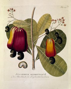 Botaniskt: "Cashewnötter" (Western Anacardium) Plansch från "Medicinalium secundum Linnaei digestarum" av Joseph Jacobi Plenck (1735-1807) 1788-1803 Privat samling av Austrian School