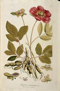 Botanisk: "" Peony officinale"" (Poeonia officinalis) Planka hämtad från "Medicinalium secundum Linnaei digestarum" av Joseph Jacobi Plenck (1735-1807) 1788-1803 Privat samling av Austrian School
