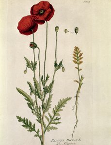 Botanisk: ""Red Poppy"" (Papaver rhaeas) Tallrik tecknad från "" Medicinalium secundum Linnaei Digestarumó av Joseph Jacobi Plenck (1735-1807) 1788-1803 Privat samling av Austrian School