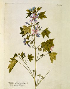 Botanisk: ""stor lila"" (Malva sylvestris) Tallrik tagen från ""Medicinalium secundum Linnaei digestarum"" av Joseph Jacobi Plenck (1735-1807) 1788-1803 Privat samling av Austrian School