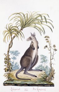 Känguru, 1794 av Austrian School