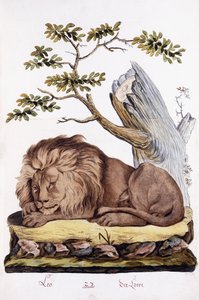 Lejon, 1794 av Austrian School