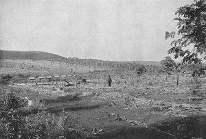 New Coffee Plantation, New Coffee Plantation, 1895