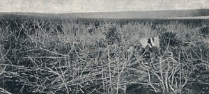 Cassava plantage, 1895