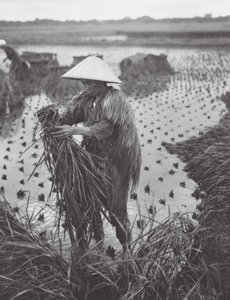 Japan: Risskörd Risskörd nära Niigata (svartvitt foto)