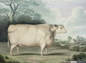 Habertoft Short Horned Prize Cow, graverad av C. Hunt, 1842 (färggravyr)