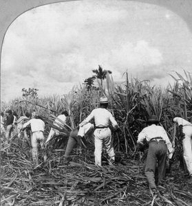 Skördar sockerrör, Rio Pedro, Porto Rico, 1900.