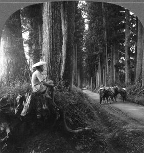 Den heliga vägen till Nikko, Japan, 1905.