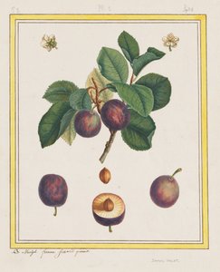 Damaskus plommon av B. Michel