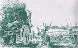 Ett risfält i Burma, från MacMillan skolaffischer, ca 1950-60-tal (litho) av Ba Nyan