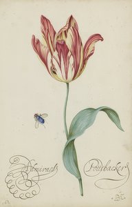 Studie av en tulpan och en fluga. 1620-29 av Balthasar van der Ast
