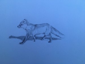 Fox, 2018 av Barbara Hoogeweegen